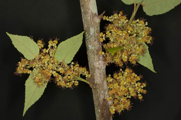 Bunch-of-flowers-of-West-Indian-elm-plant