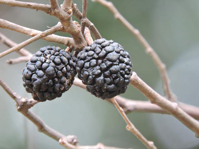 Fruit-of-West-Indian-elm-plant