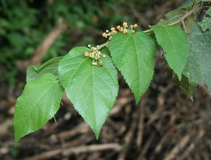 Leaves-of-West-Indian-elm-plant