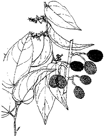 Sketch-of-West-Indian-elm