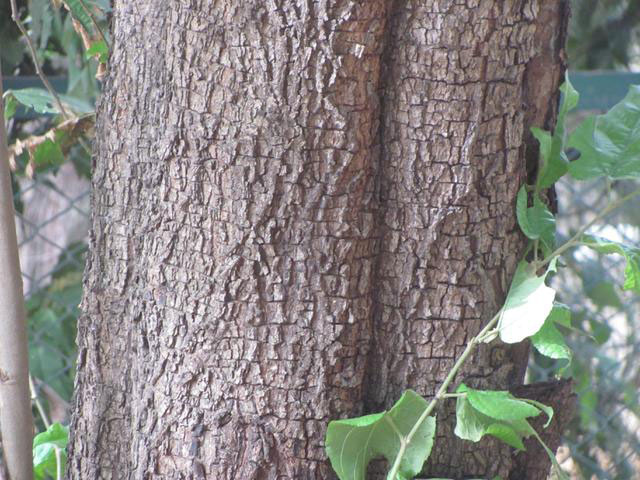 Trunk-of-West-Indian-Elm-Tree