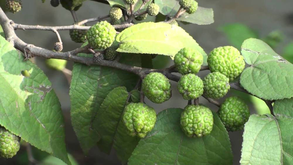 Unripe-fruits-of-West-Indian-elm-plant