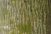 Bark-of-West-Indian-elm-plant