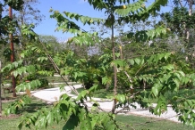 Small-West-Indian-elm-Plant