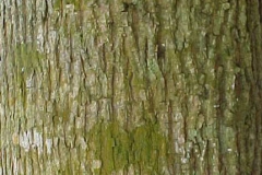 Bark-of-West-Indian-elm-plant
