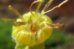 Closer-view-of-flower-of-West-Indian-elm-plant