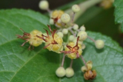 Flower-of-West-Indian-elm-plant