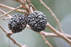 Fruit-of-West-Indian-elm-plant
