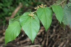 Leaves-of-West-Indian-elm-plant