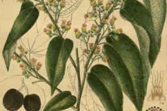Plant-illustration-of-West-Indian-elm