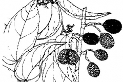 Sketch-of-West-Indian-elm