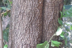 Trunk-of-West-Indian-Elm-Tree