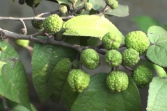 Unripe-fruits-of-West-Indian-elm-plant