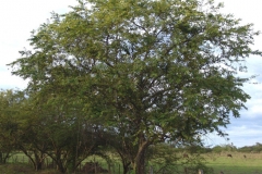 West-Indian-elm-Plant