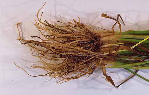Roots-of-wheat