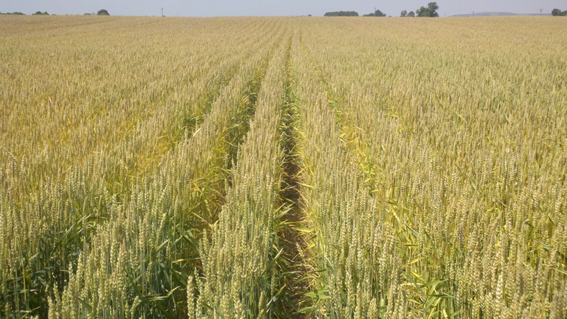 Wheat-farm