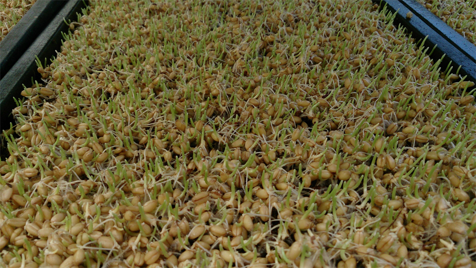 Wheat-seedlings