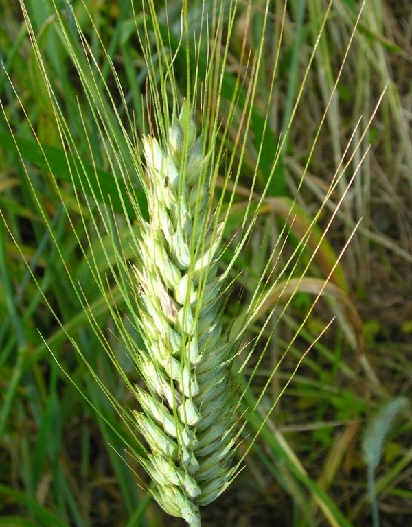 Wheat-spike