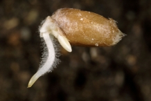 Germinating-wheat-seed