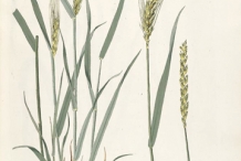 Plant-illustration-of-Wheat