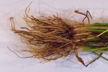 Roots-of-wheat