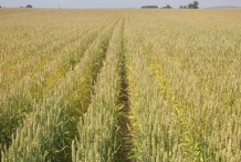 Wheat-farm