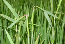 Wheat-grass