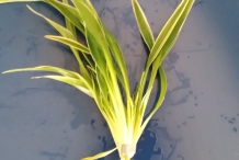 Wheat-plant