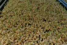 Wheat-seedlings