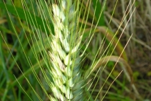 Wheat-spike