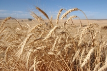 Wheat