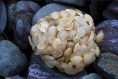 Eggs-of-Whelk
