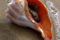 Knobbed-whelk
