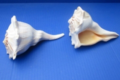 Shells-of-Whelk