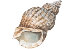 Sketch-of-Whelk