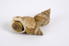 Whelk