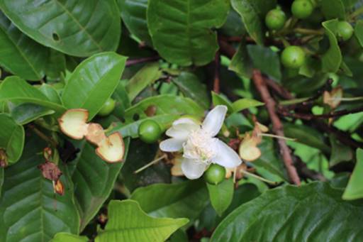 Flowers-of-White-Brazil-Guava
