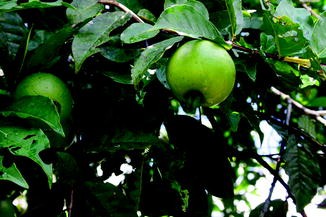 Immature-fruits-of-White-Brazil-Guava