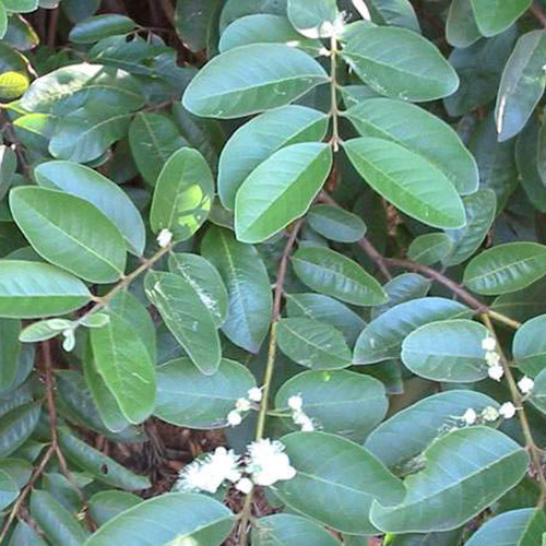 Leaves-of-White-Brazil-Guava