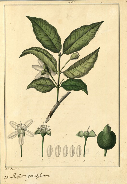 Plant-Illustration-of-White-Brazil-Guava