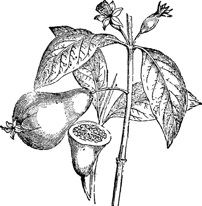 Sketch-of-White-Brazil-Guava