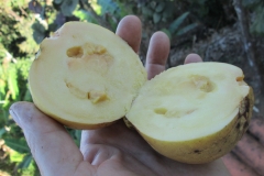 Half-cut-fruit-of-White-Brazil-Guava