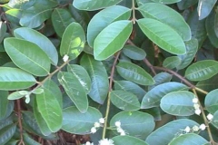 Leaves-of-White-Brazil-Guava