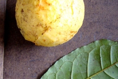 Mature-fruit-of-White-Brazil-Guava