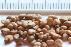 Seeds-of-White-Brazil-Guava
