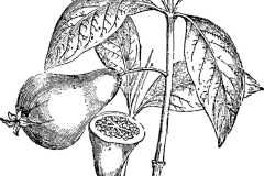 Sketch-of-White-Brazil-Guava
