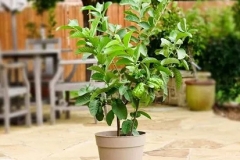 Small-White-Brazil-Guava-plant-grown-on-pot