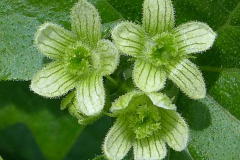 Female-flower-of-White-Bryony