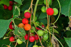 Fruits-of-White-Bryony