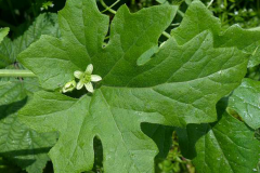 Leaf-of-White-Bryony